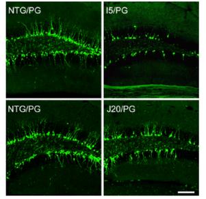 浙江大学孙秉贵课题组在Stem Cell Reports发表论文