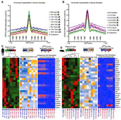 北大生命科学学院汤富酬组发表人类与小鼠胚胎生殖细胞的表观基因组研究最新结果?